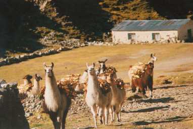 llamas on the choro 
trek in the andes of bolivia
